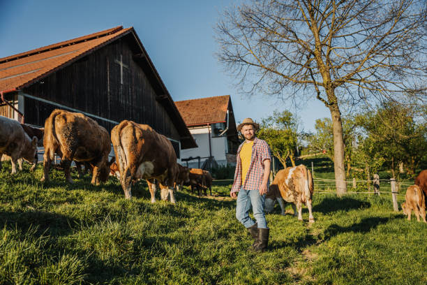 istock Male farmer standing with cattle in field on sunny day 1413069442