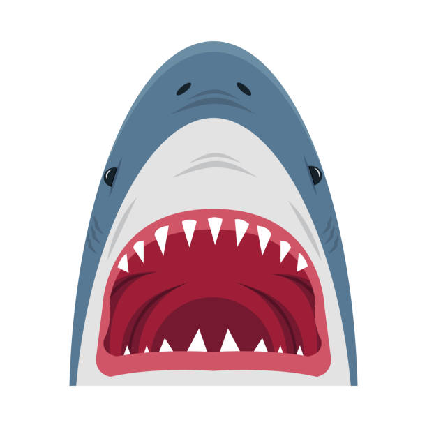 ilustraciones, imágenes clip art, dibujos animados e iconos de stock de vector de dibujos animados de boca abierta de tiburón - dientes de animal