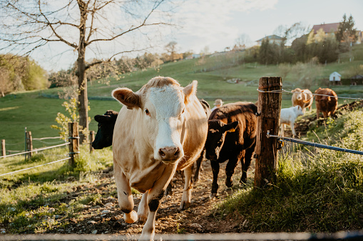 Rebaño de ganado que se mueve hacia el corral a través de la cerca en un día soleado photo