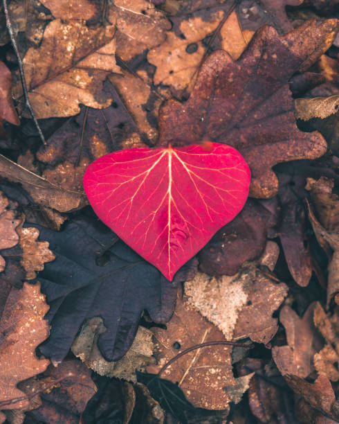 istock heart of the forest 1413069517