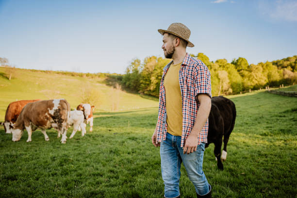 istock Male farmer watching over cattle in field on sunny day 1413069536