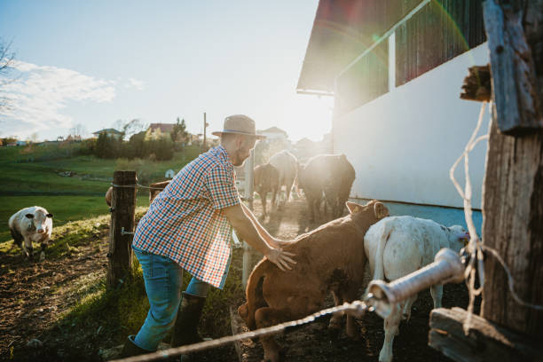 istock Male farmer pushing cattle into barnyard through fence on sunny day 1413069540