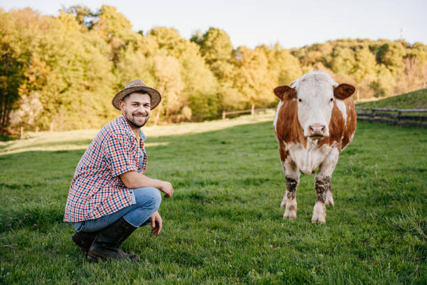 istock Happy man crouched down on green meadow beside cow 1413069573