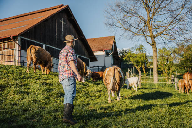 istock Male farmer watching over cattle in field on sunny day 1413069576
