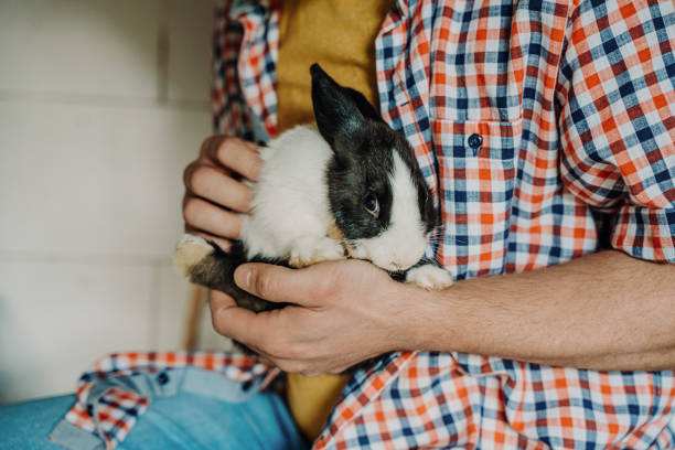 a bunny all cuddled up on a girls lap