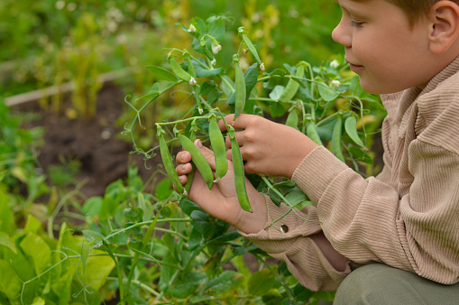 Selective focus boy who plucks a green pod of peas from the garden