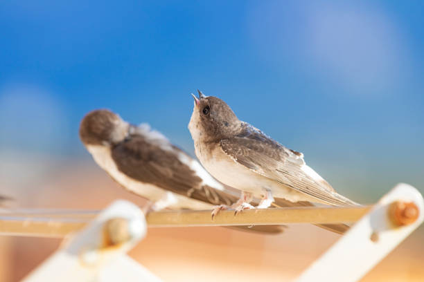 istock Barn swallows (Hirundo rustica) close up in my window. Resting on my clothes rack 1413070407