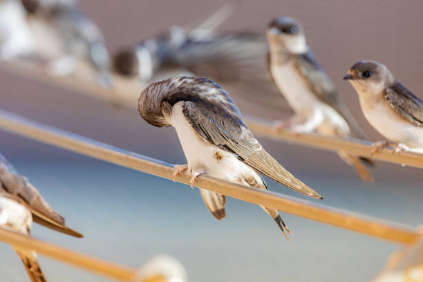 Barn swallows (Hirundo rustica) in my window, a warmd day in summer, Birds overheated.