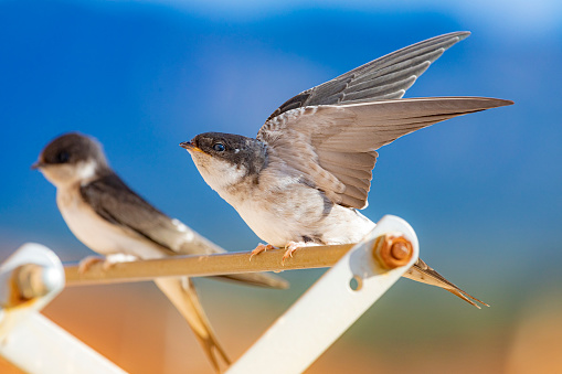 Barn swallows (Hirundo rustica) in my window, a warmd day in summer, Birds overheated.