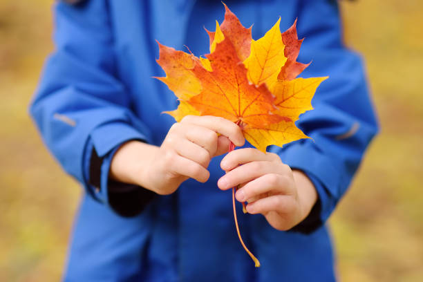 晴れた秋の日に森を散歩しながら楽しんでいる小さな男の子。カエデの葉で遊んでいる子供。小さな子供とのハイキング。子供のための秋の野外活動。 - 13422 ストックフォトと画像