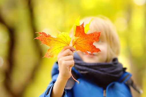 Little boy having fun and explore nature during stroll in forest at sunny autumn day. Child playing with maple leaves. Hiking with little kids. Autumn outdoor activity for family with kids.