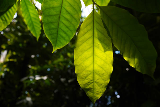 Foliage on a sunny day