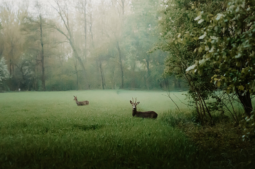 View of deer standing amidst grass against trees in forest during foggy weather
