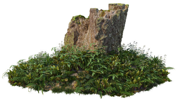 istock Logs decorate the garden on a white background. 1413074841