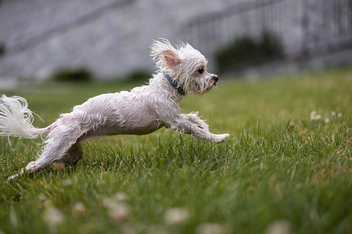 Cheerful wet dog running on grass after bathing