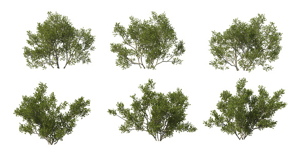 Digitally generated tree on white background