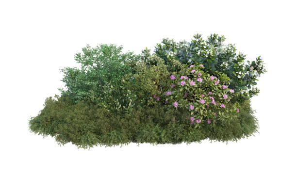 istock Shrubs and flower on a white background 1413077223