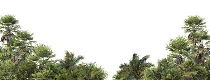 Palm garden on a white  background