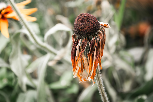 single withered rough coneflower on a meadow in summer
