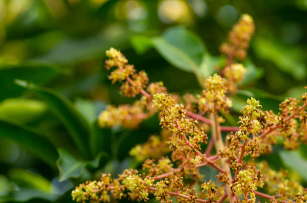istock Mango flowers (Mangifera indica) with green leaves, in shallow focus 1413078135
