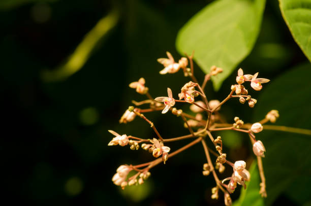 istock Tahongai, guest tree (Kleinhovia hospita), known as Timoho (Java, Indonesia) flowers and a bee. Shallow focus 1413078757