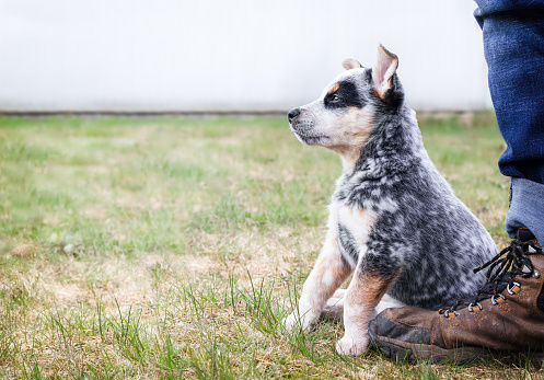 Young dog outside in the park or backyard. Insecure puppy body language. 9 week old blue heeler puppy or Australian cattle dog looking at something. Selective focus.