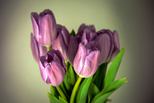 istock Bouquet of Tulips 1413080681