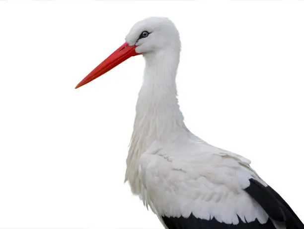 stork portrait isolated on white background