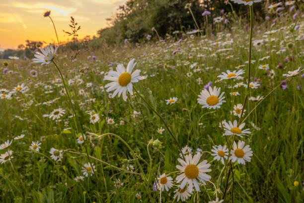 istock Beautiful daisy flowers blooming on field during sunset 1413081069