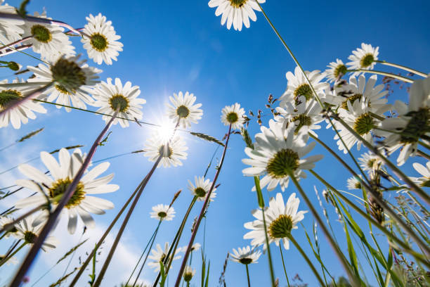 A wide angle view of daisies reaching up to a blue sky.