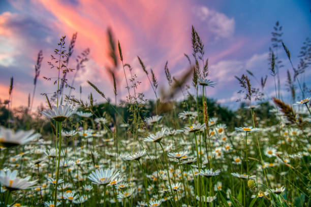 chamomile field with insects on a cloudy day in summer