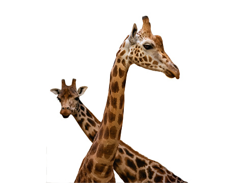 two giraffes isolated on white background