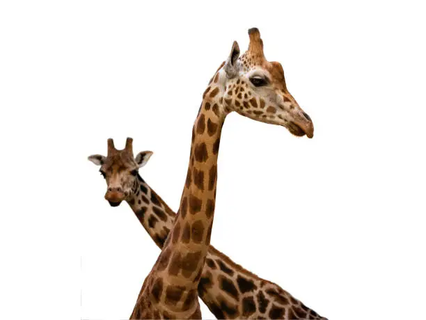 Photo of two giraffes isolated on white