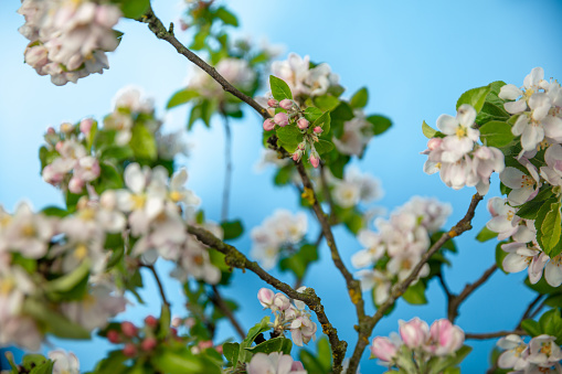 Close-up of apple tree with beautiful blossoms blooming against sky in springtime