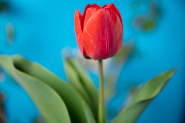 Beautiful red colored tulip bud blooming in park against sky