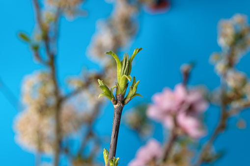 Extreme close-up of buds growing on fruit tree during springtime