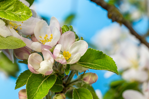 Close-up of apple blossoms blooming amidst leaves on tree during springtime