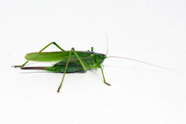 istock Green locust insect, close-up on a white background 1413082993