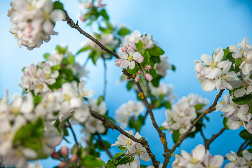 Close-up of beautiful apple blossoms blooming on tree against sky in springtime