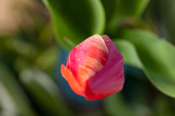 vista ad alto angolo del bocciolo di tulipano di colore rosso che fiorisce nel parco - bud flower tulip flowers foto e immagini stock