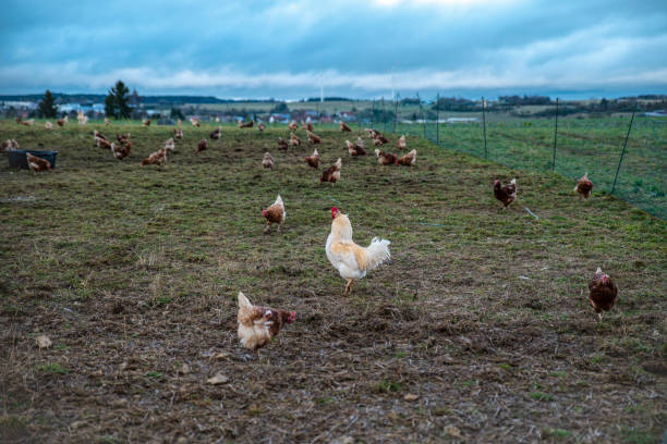 istock Farm for breeding chickens in Germany, on a beautiful ecologically clean landscape 1413083187