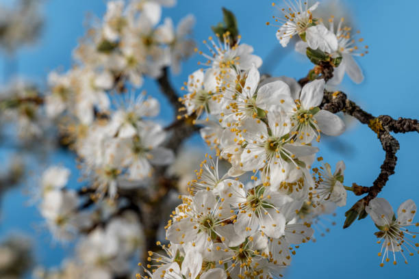 Close-up of white plum blossoms blooming on tree against sky
