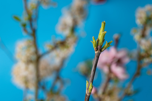 Close-up of buds growing on fruit tree during springtime