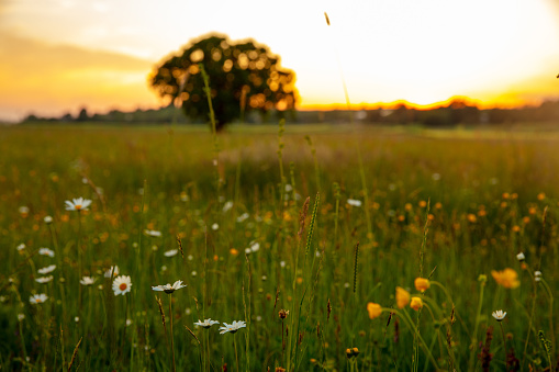 Beautiful view of daisies blooming amidst grass on field against sky during sunset