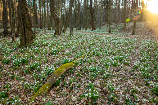 Scenic view of snowdrop flowers blooming in woodland at forest during sunny day