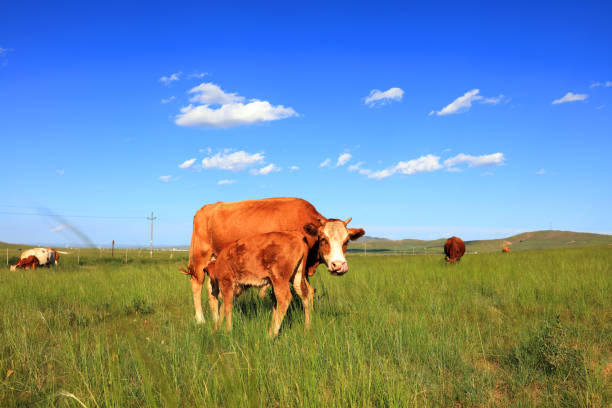 A herd of cattle was grazing on the prairie， Cows are grazing on the grassland