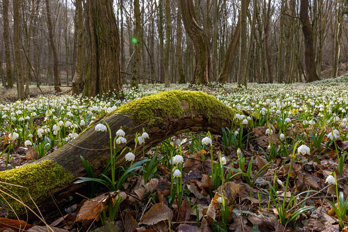 Close-up of moss covered tree trunk amidst white snowdrop flowerbed at forest during spring