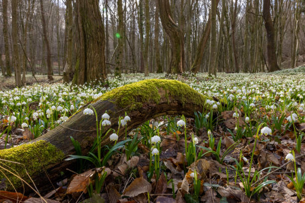 Close-up of moss covered tree trunk amidst white snowdrop flowerbed at forest Close-up of moss covered tree trunk amidst white snowdrop flowerbed at forest during spring leucojum vernum stock pictures, royalty-free photos & images