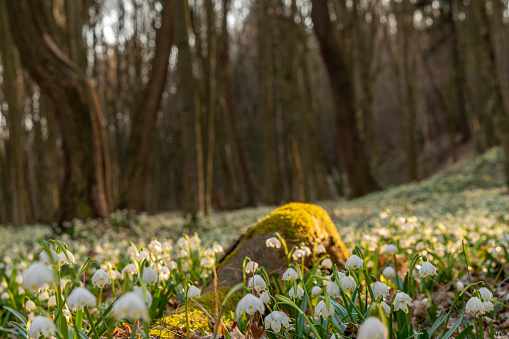 Close-up of moss covered tree trunk and snowdrop flowers in forest on sunny day