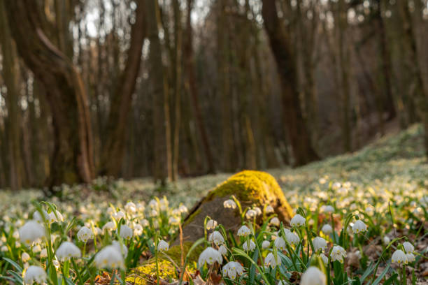 Close-up of moss covered tree trunk and snowdrop flowers in forest Close-up of moss covered tree trunk and snowdrop flowers in forest on sunny day leucojum vernum stock pictures, royalty-free photos & images
